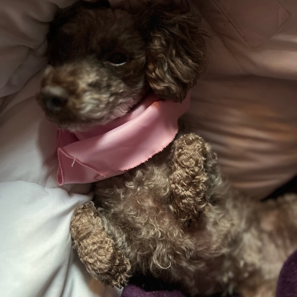 Meet your Posher, Miss Honey - Picture 11 of 13